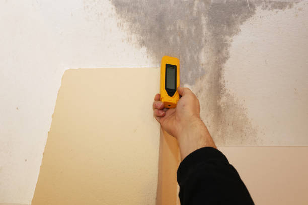 Best Water Damage & Mold Remediation  in Westwood Lakes, FL