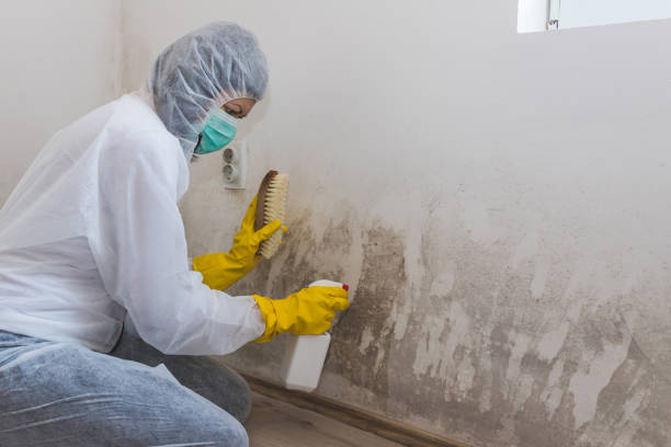 Best Attic Mold Removal  in Westwood Lakes, FL