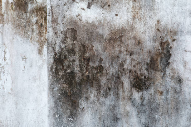 Best Mold Odor Removal Services  in Westwood Lakes, FL