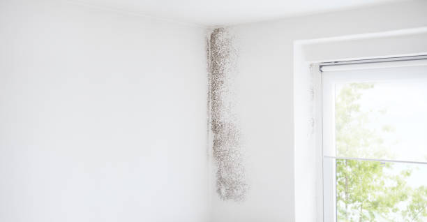 Forensic Mold Investigation in Westwood Lakes, FL
