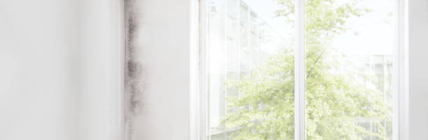 Trusted Westwood Lakes, FL Mold Removal Experts