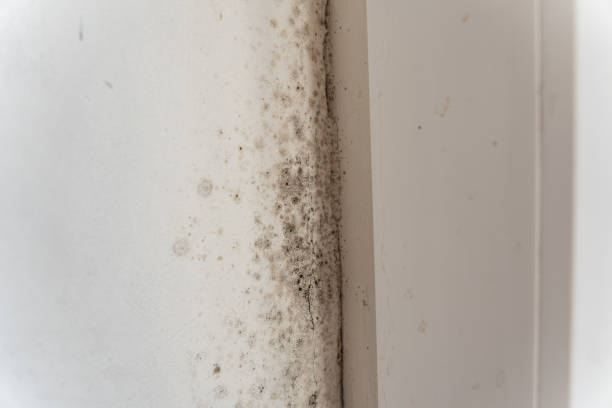 Best Crawl Space Mold Remediation  in Westwood Lakes, FL